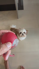 SmartPaw Orbit™ - Bola Interativa Inteligente